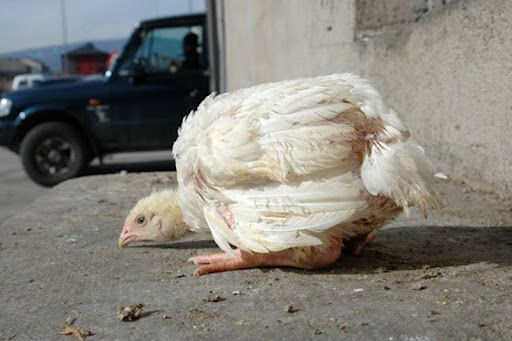 Tìm hiểu bệnh marek ở gà chọi và cách phòng tránh
