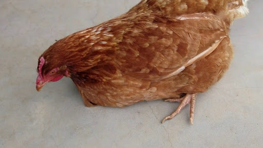 Gà ủ rũ, bỏ ăn,… một trong những dấu hiệu nhận biết bệnh marek ở gà