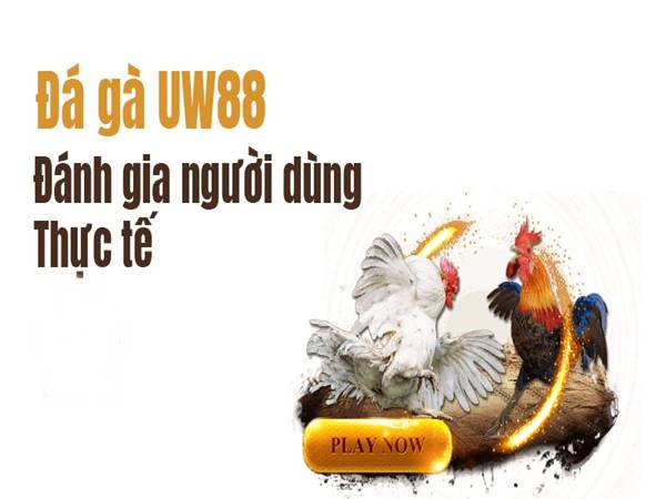 Đá gà UW88 là gì?