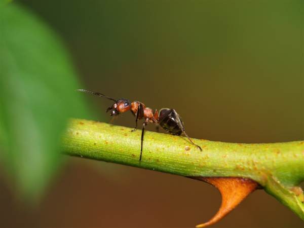 Giải mã giấc mơ thấy con kiến mang ý nghĩa gì?