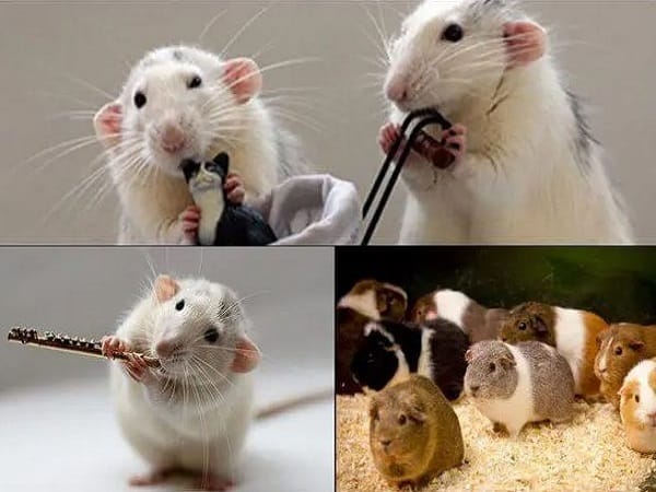 Nằm mơ thấy chuột cắn chân, cắn tay mang điềm báo gì?