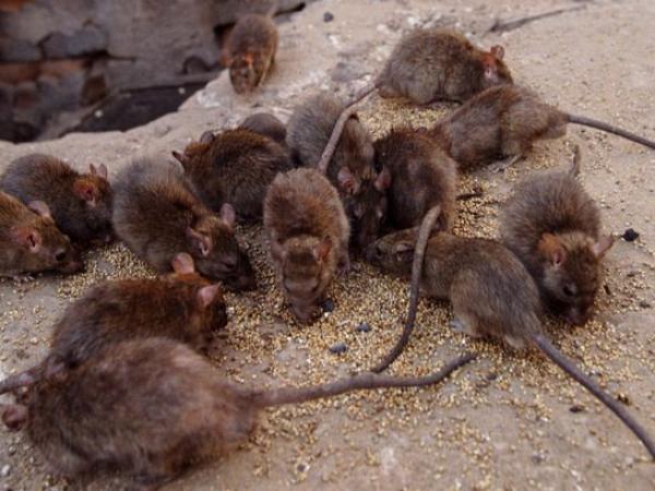 Nằm mơ thấy nhiều chuột là điềm báo gì, số mấy phú quý?