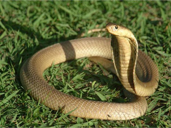 Nằm mơ thấy rắn to là điềm gì có số gì may mắn tài lộc