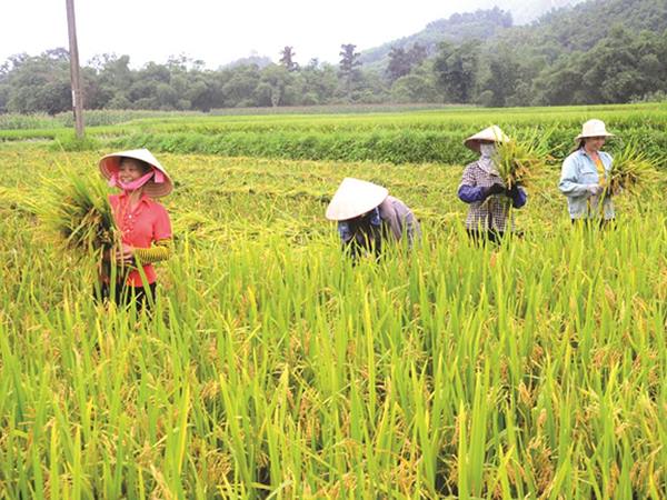 Nằm mơ thấy đi gặt lúa là điềm gì, dự báo chuyện gì?