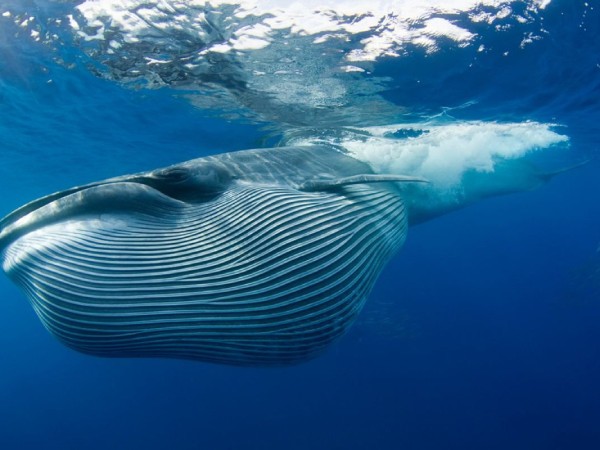 Nằm mơ thấy cá voi mang ý nghĩa gì có số gì may mắn