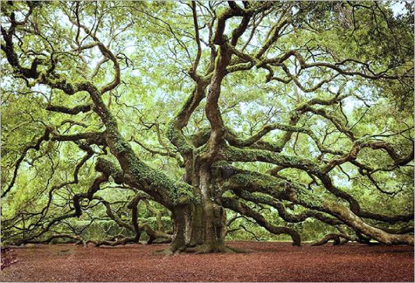 Mộng thấy đứng dưới gốc cây cổ thụ