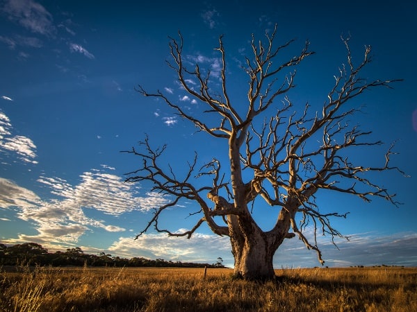 Mơ thấy cây cổ thụ có ý nghĩa gì về tình duyên, gia đạo?