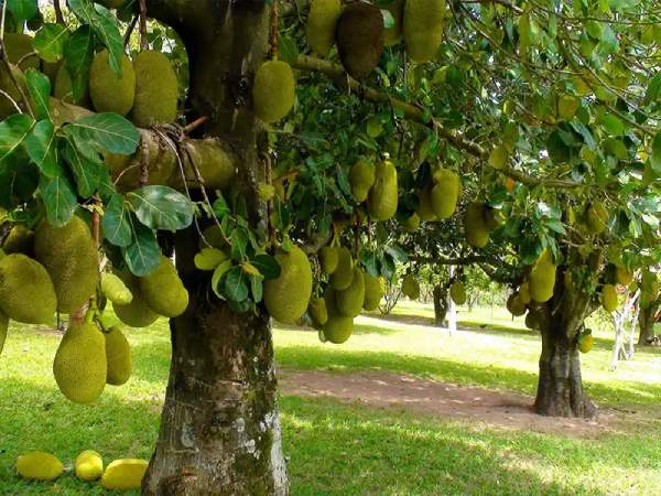 Nằm mơ thấy cây mít có ý nghĩa gì khiến ai cũng tò mò?